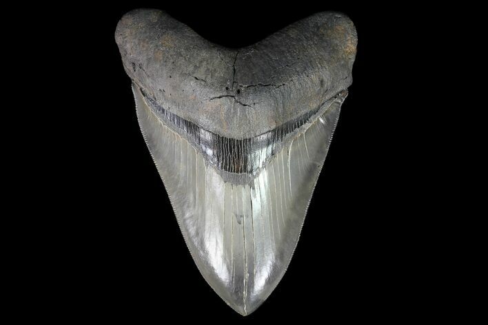 Serrated, Megalodon Tooth - Collector Quality! #76967